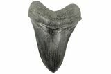 Fossil Megalodon Tooth - South Carolina #185219-1